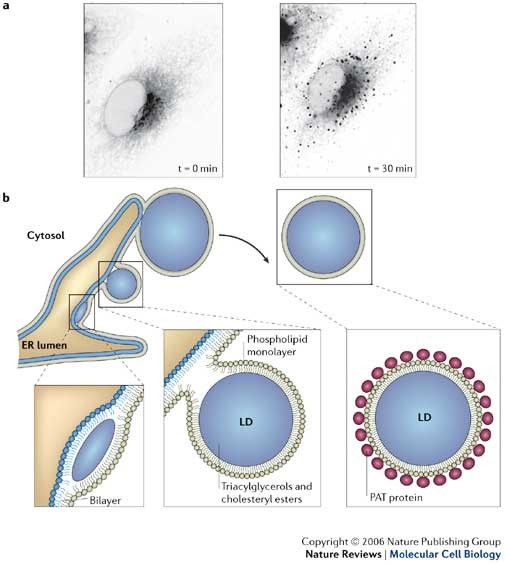 biological significance of lipids