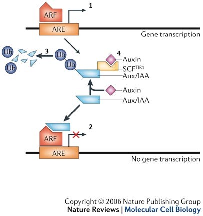 Auxin in action: signalling, transport and the control of plant growth and  development | Nature Reviews Molecular Cell Biology