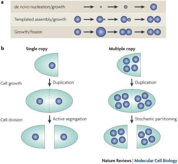 Inheritance And Biogenesis Of Organelles In The Secretory Pathway | Nature  Reviews Molecular Cell Biology Inheritance And Biogenesis Of Organelles In The Secretory Pathway | Nature  Reviews Molecular Cell Biology