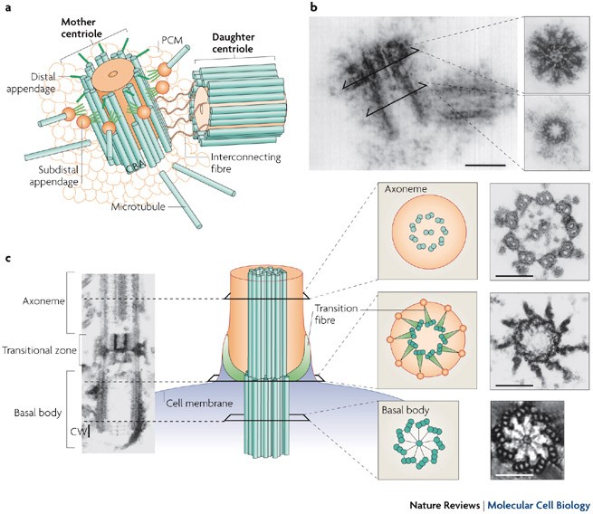 Centrosome structure - micrographs and diagrams