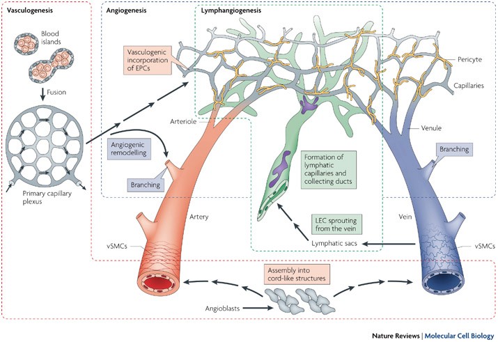 Molecular regulation of angiogenesis and lymphangiogenesis ...