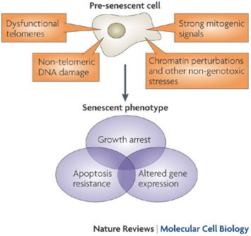 Cellular senescence: when bad things happen to good cells | Nature Reviews  Molecular Cell Biology