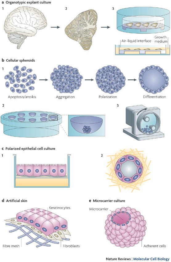 The third dimension bridges the gap between cell culture and live tissue |  Nature Reviews Molecular Cell Biology