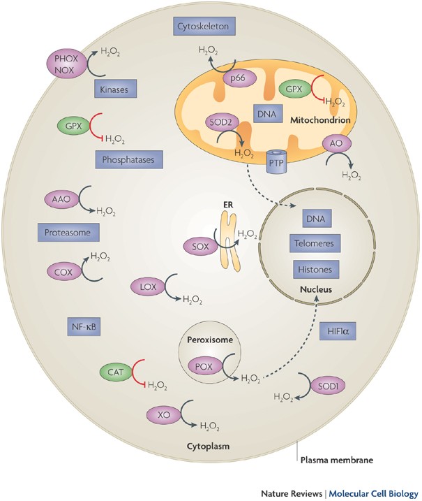 Hydrogen peroxide: a metabolic by-product or a common mediator of ageing  signals? | Nature Reviews Molecular Cell Biology