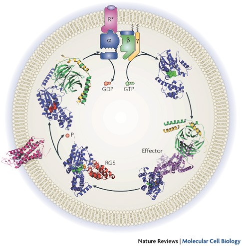Heterotrimeric G Protein Activation By G Protein Coupled Receptors Nature Reviews Molecular Cell Biology