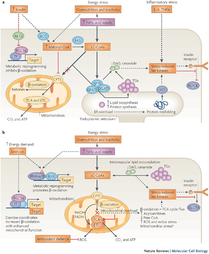 does ipamorelin cause insulin resistance Molecular and metabolic mechanisms of insulin resistance and β-cell failure  in type 2 diabetes