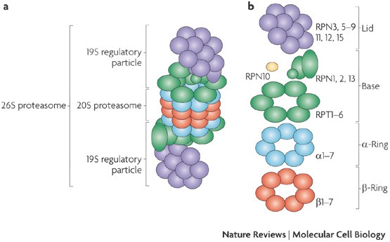 An abundance of free regulatory (19S) proteasome particles