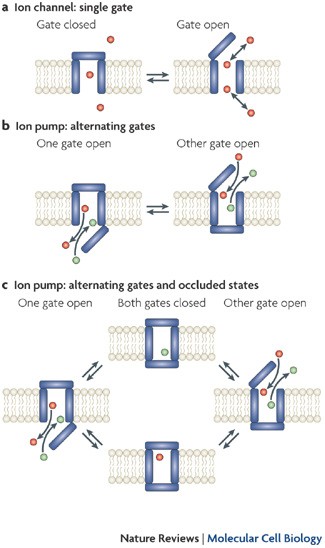 Ion channels versus ion pumps: the principal difference, in principle
