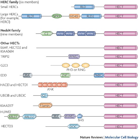 Physiological Functions Of The Hect Family Of Ubiquitin Ligases Nature Reviews Molecular Cell Biology