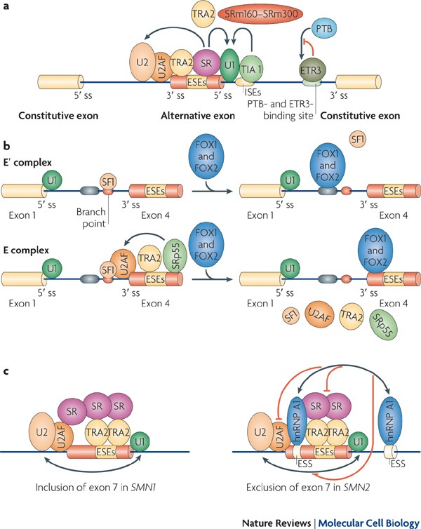 The role played by alternative splicing in antigenic variability