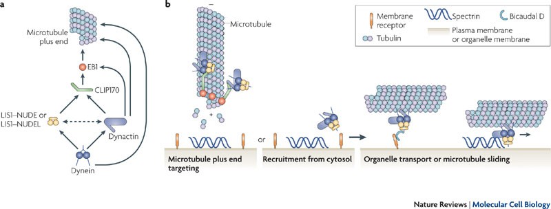 Regulators of the cytoplasmic dynein motor | Nature Reviews Molecular Cell  Biology