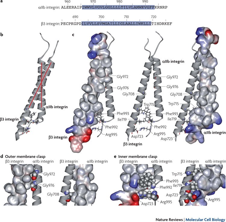 The Final Steps Of Integrin Activation The End Game Nature Reviews Molecular Cell Biology The Final Steps Of Integrin Activation The End Game Nature Reviews Molecular Cell Biology