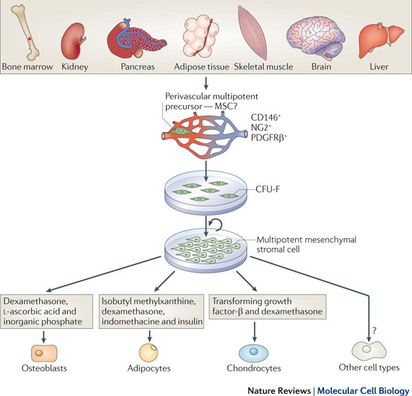 The elusive nature and function of mesenchymal stem cells | Nature Reviews  Molecular Cell Biology