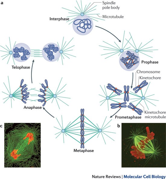 Centromeres: unique chromatin structures that drive chromosome segregation | Nature Reviews Molecular Cell Biology