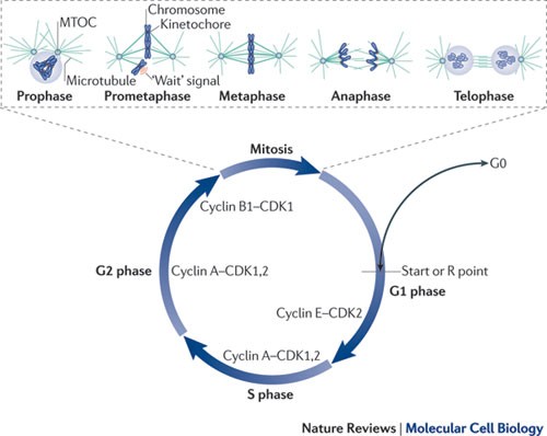 Cubism And The Cell Cycle The Many Faces Of The Apc C Nature Reviews Molecular Cell Biology