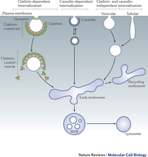 Molecular mechanism and physiological functions of clathrin 