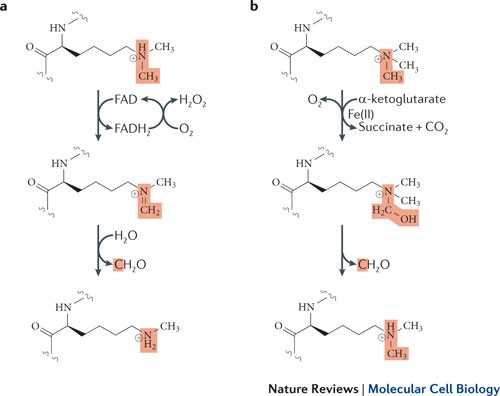 Histone Demethylases