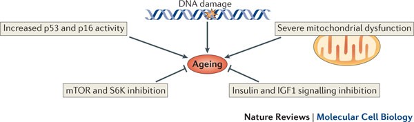 telomeráz rna biogenezis anti aging