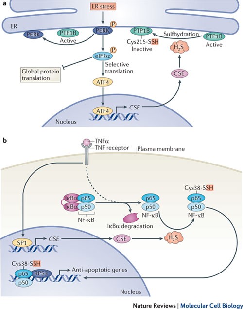 kb glutathione reviews 2012 Frontiers Long-term outcomes in nephropathic cystinosis: