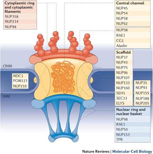 Nuclear pore complex composition: a new regulator of tissue-specific and  developmental functions | Nature Reviews Molecular Cell Biology