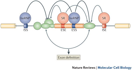 Figures to explain terminology. (A) Intact exon (IE) type and broken