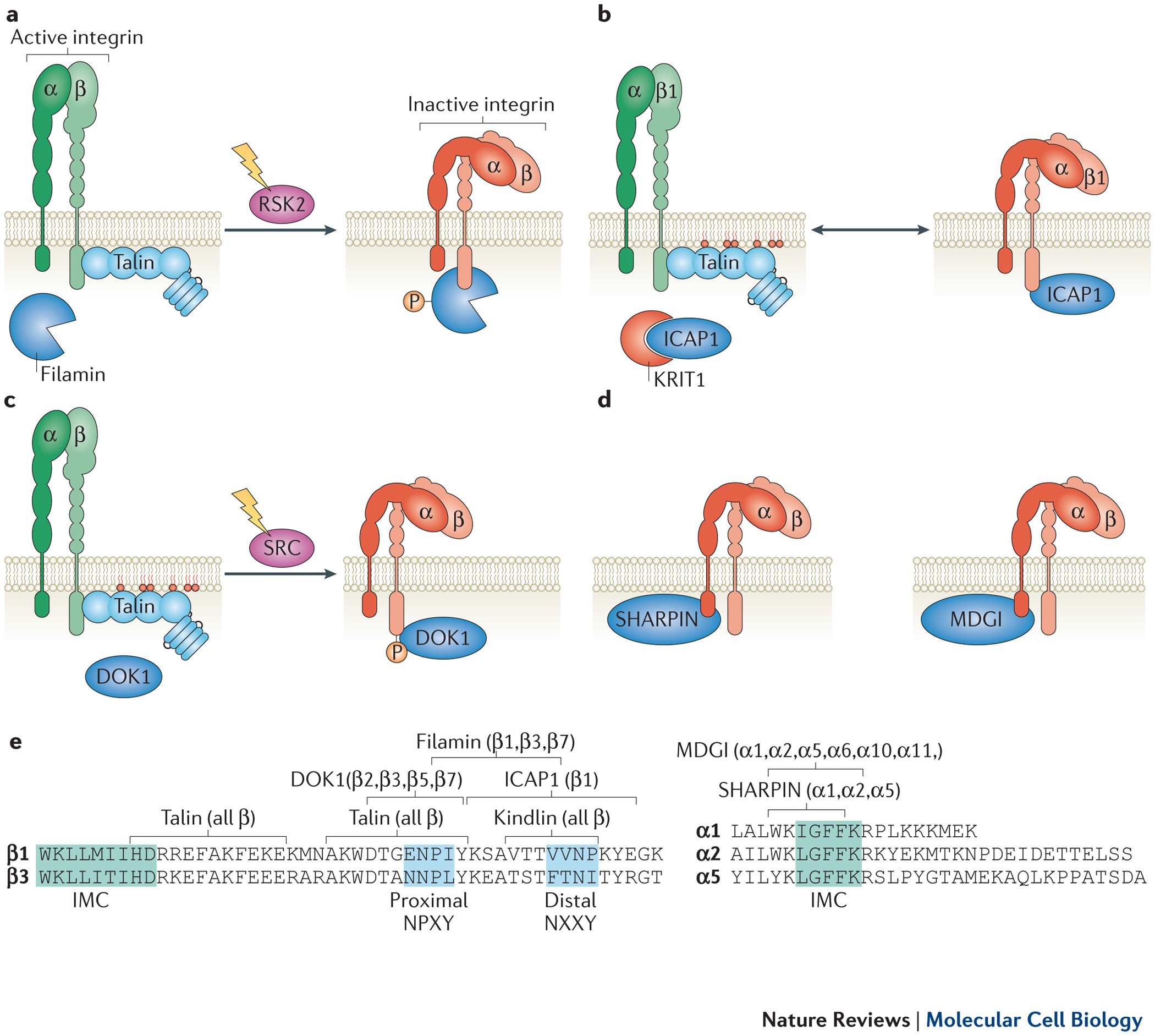 Integrin Cytoplasmic Tail Interactions