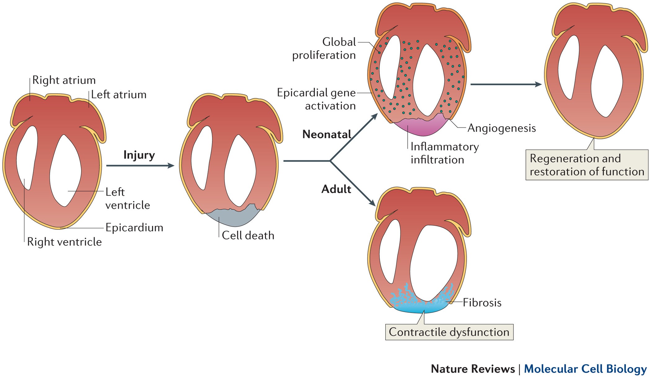 Mending Broken Hearts Cardiac Development As A Basis For Adult