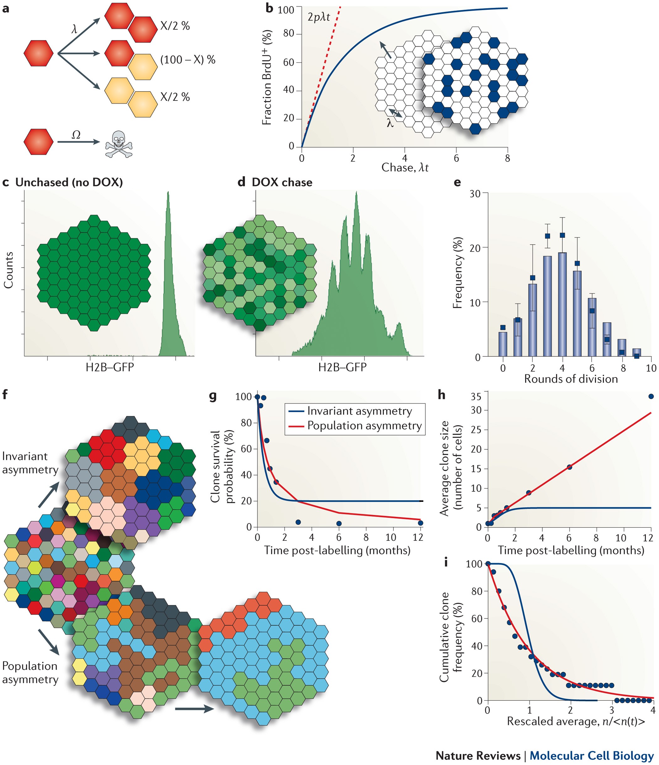 Unravelling Stem Cell Dynamics By Lineage Tracing Nature Reviews Molecular Cell Biology