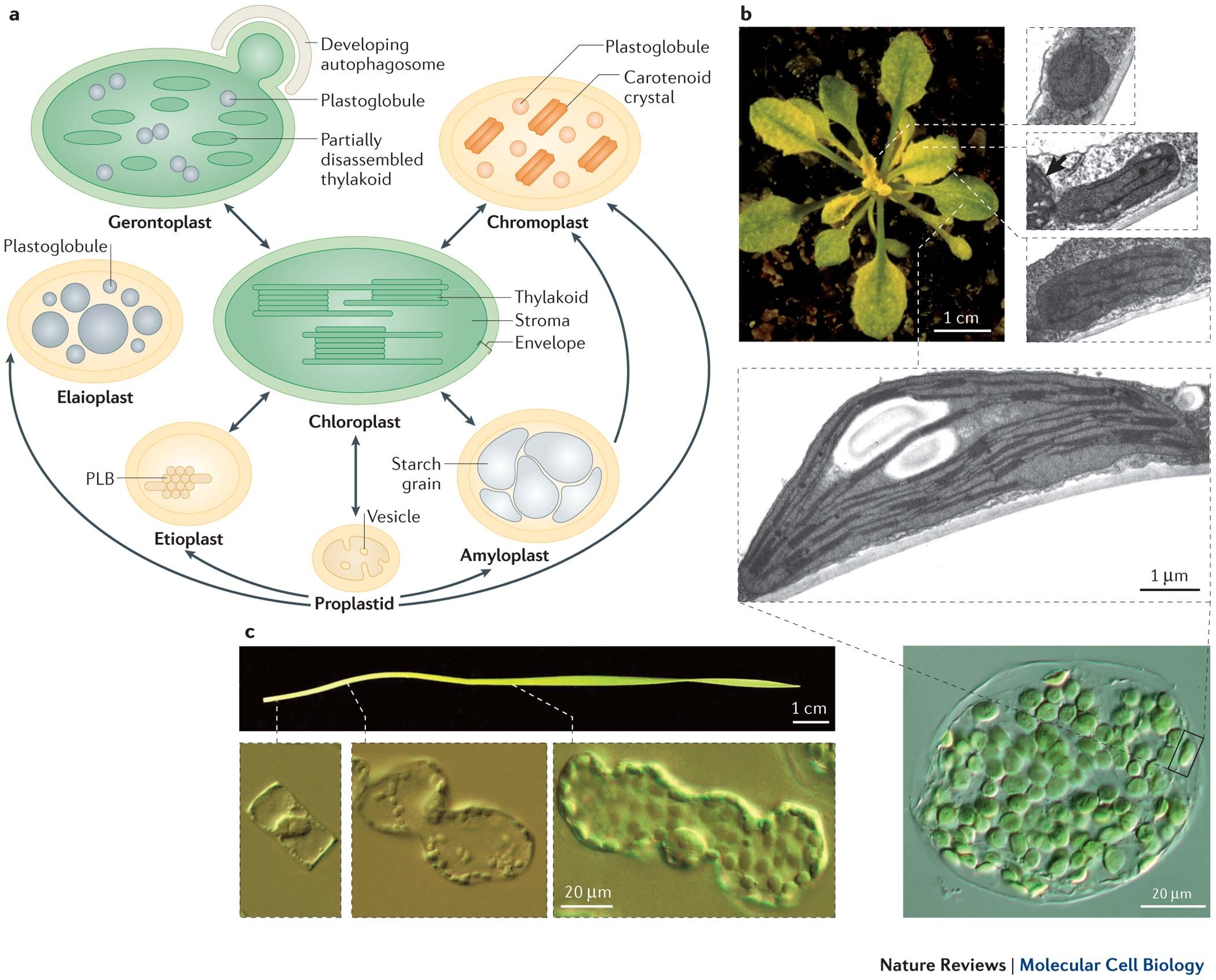 Biogenesis and homeostasis of chloroplasts and other plastids | Nature  Reviews Molecular Cell Biology