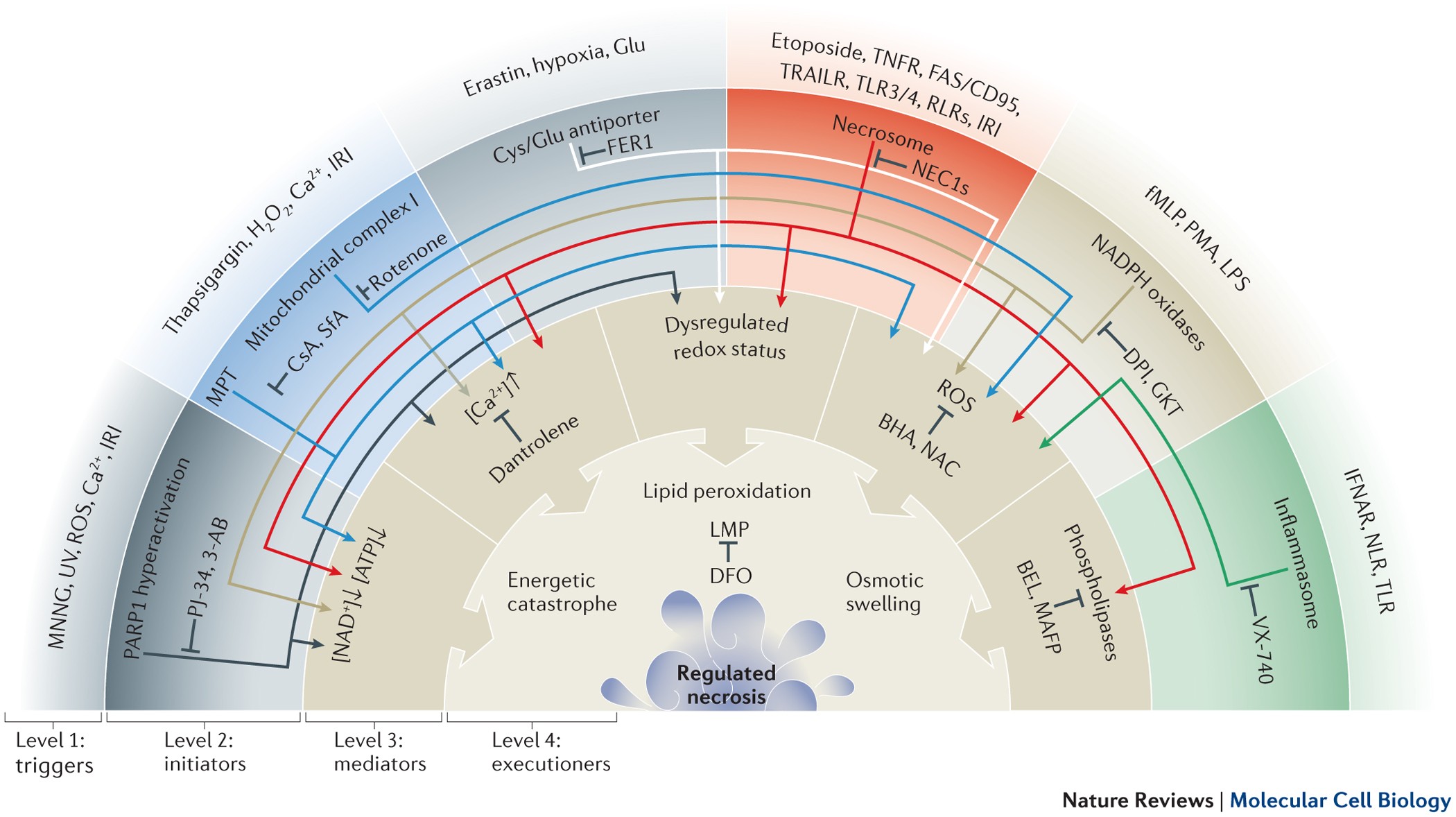 Regulated Necrosis The Expanding Network Of Non Apoptotic Cell Death Pathways Nature Reviews Molecular Cell Biology Regulated Necrosis The Expanding Network Of Non Apoptotic Cell Death Pathways Nature Reviews Molecular Cell Biology