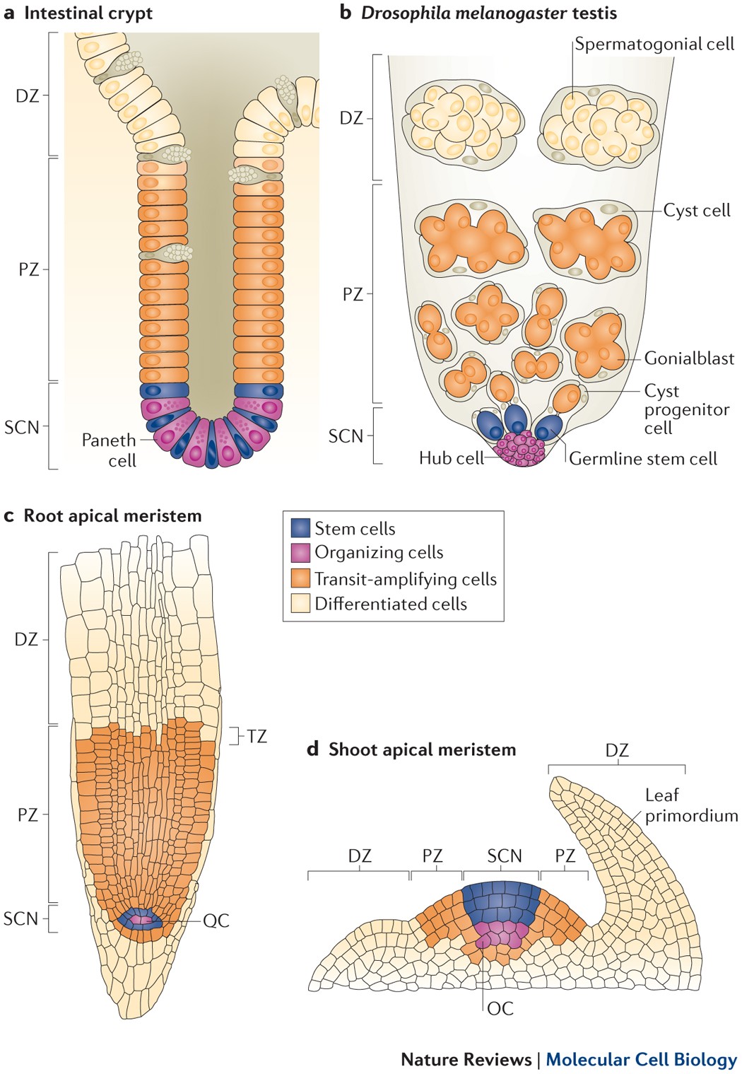 Plant and animal stem cells: similar yet different | Nature Reviews Molecular Cell Biology Plant and animal stem cells: similar yet different | Nature Reviews Molecular Cell Biology
