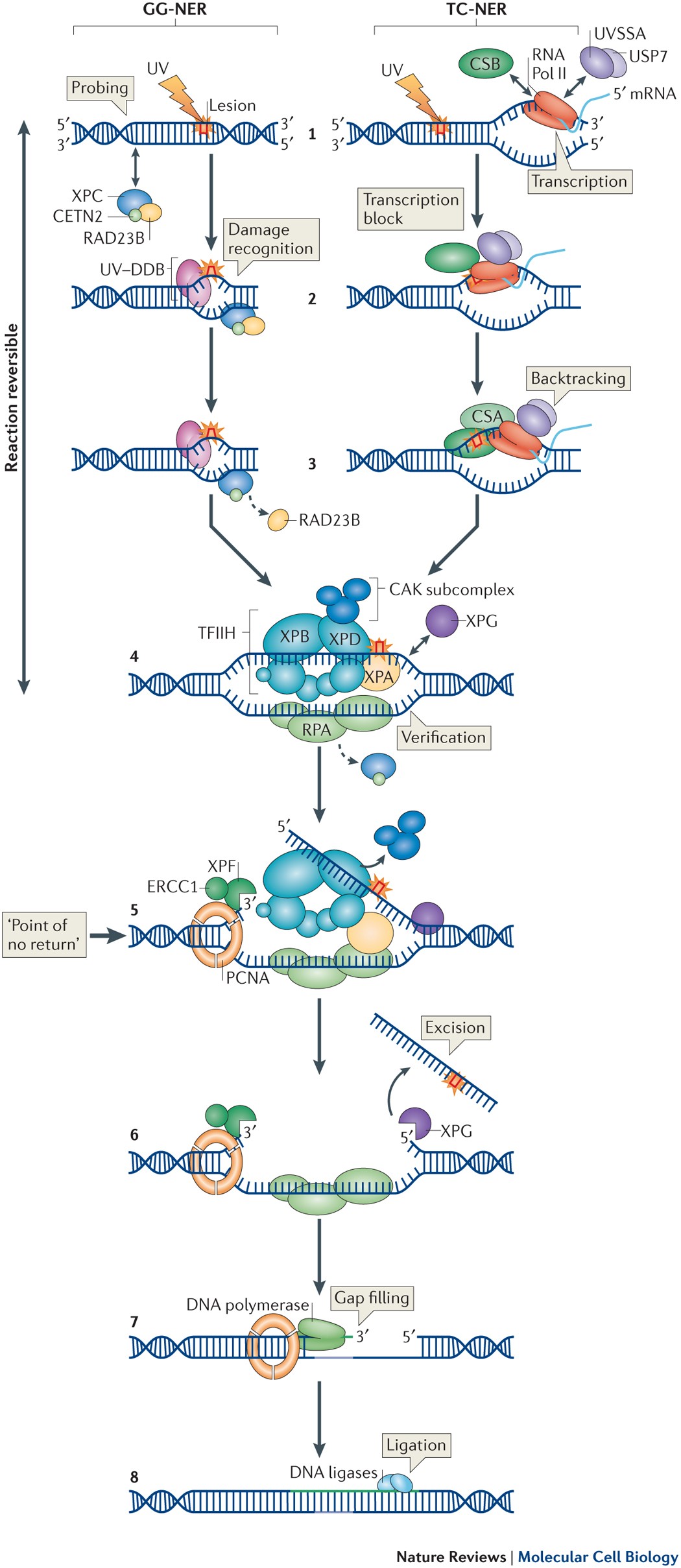 Xeroderma Pigmentosum Nucleotide Excision Repair