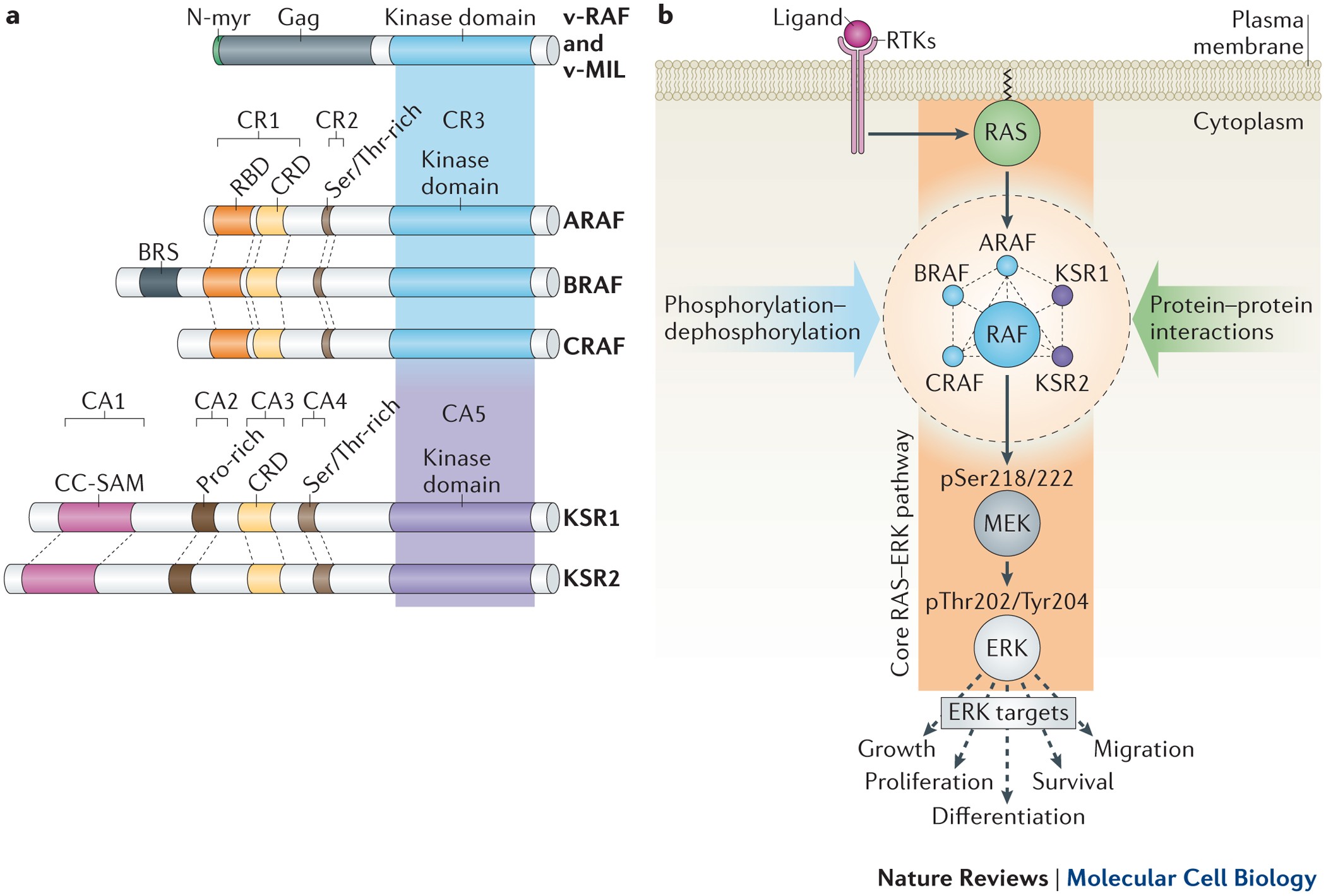 Figure 2: RAF and KSR proteins within the RAS–ERK pathway.
