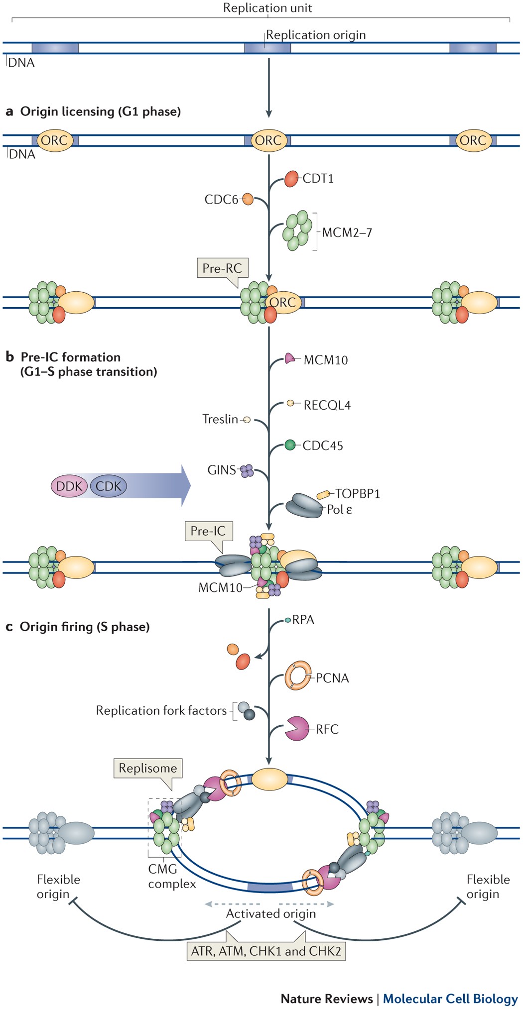 Dna Replication Origin Activation In Space And Time Nature Reviews Molecular Cell Biology Dna Replication Origin Activation In Space And Time Nature Reviews Molecular Cell Biology