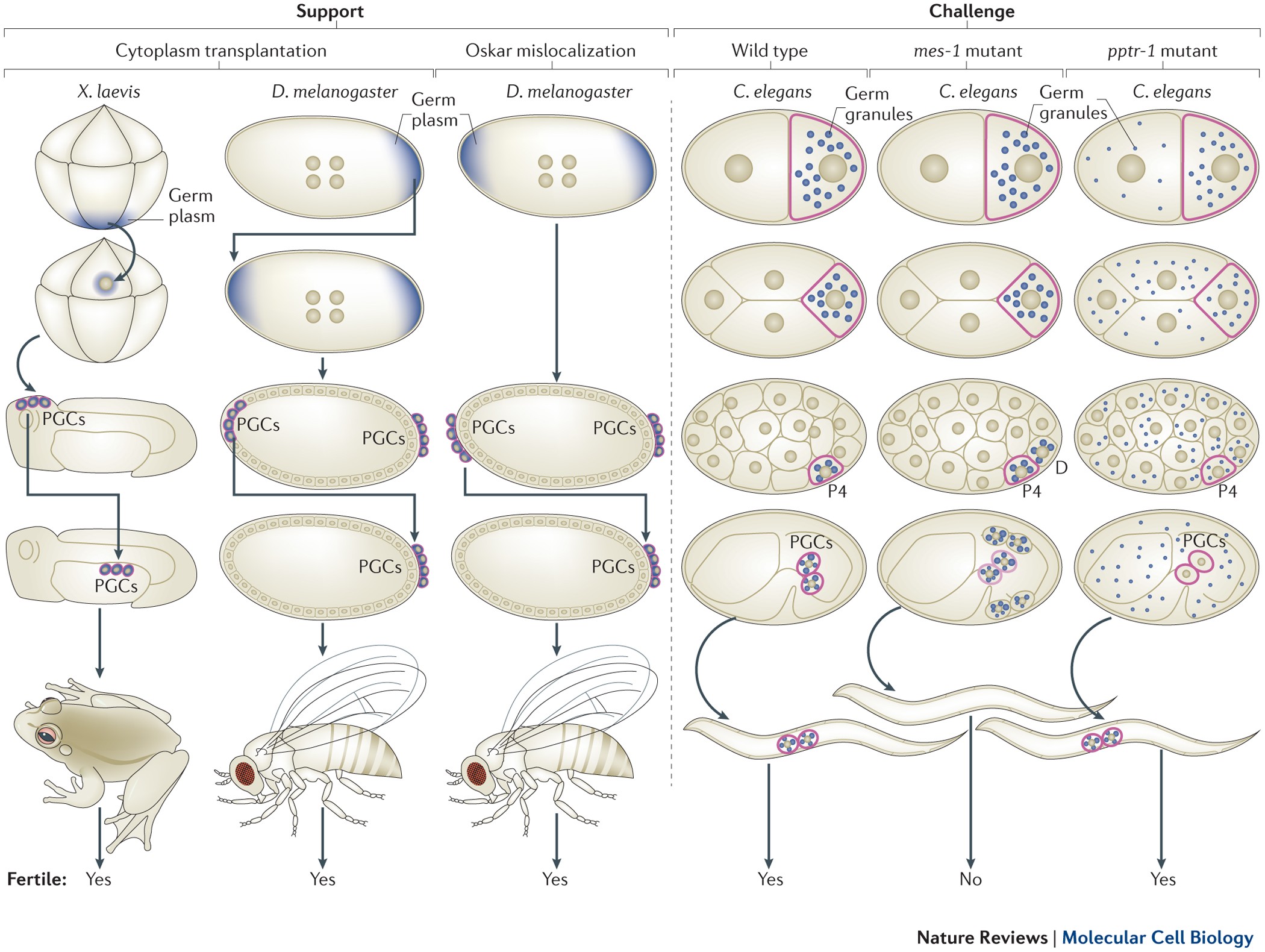 PDF) A light- and electron microscopic study of primordial germ cells in  the zebra fish (Danio rerio)