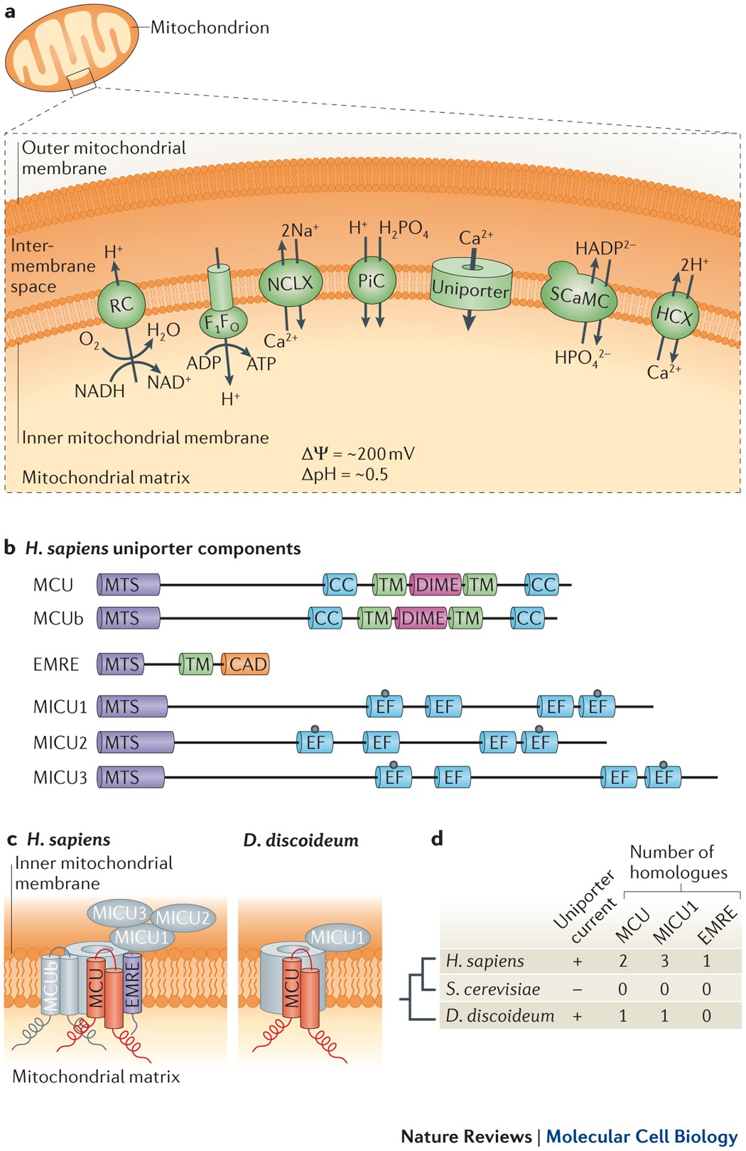 The molecular era of the mitochondrial calcium uniporter | Nature Reviews  Molecular Cell Biology