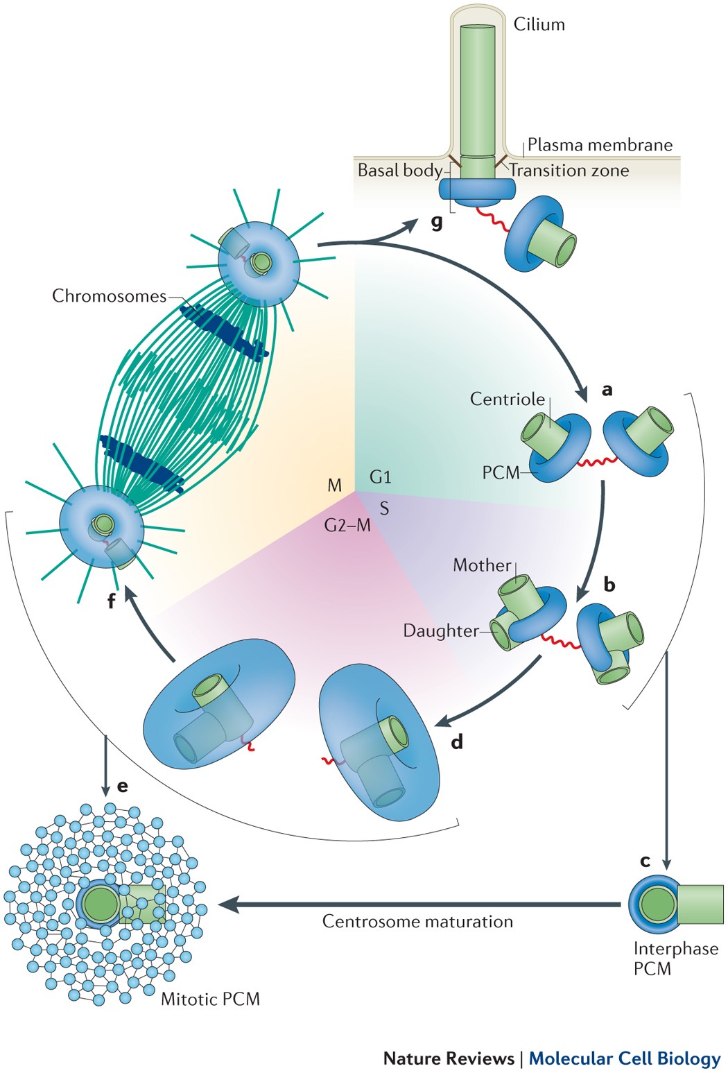 Centrosome function and assembly in animal cells | Nature Reviews Molecular  Cell Biology