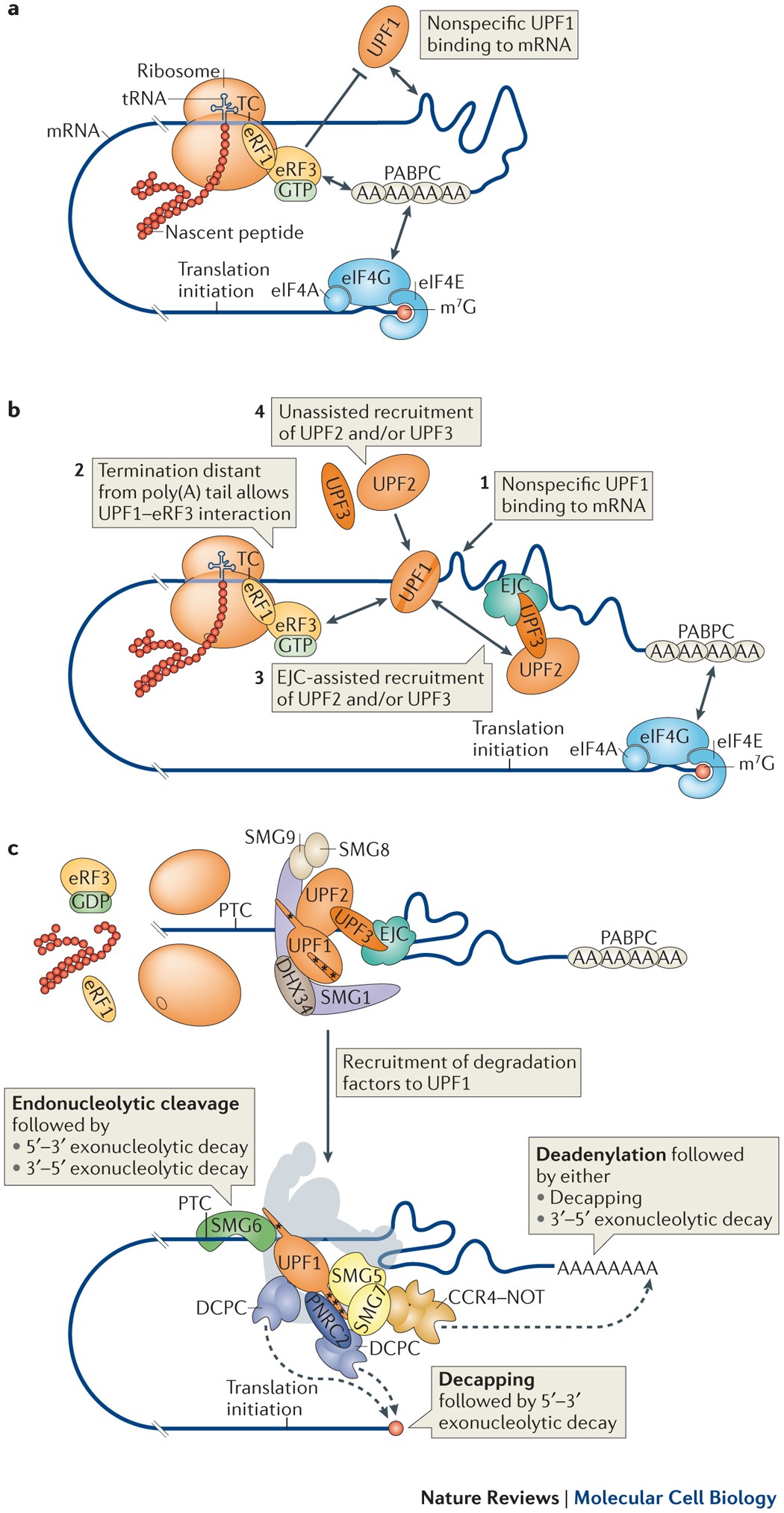 Nonsense-mediated mRNA decay: intricate machinery that shapes transcriptomes | Nature Reviews Molecular Cell