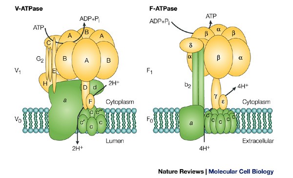 The Vacuolar H Atpases Nature S Most Versatile Proton Pumps Nature Reviews Molecular Cell Biology