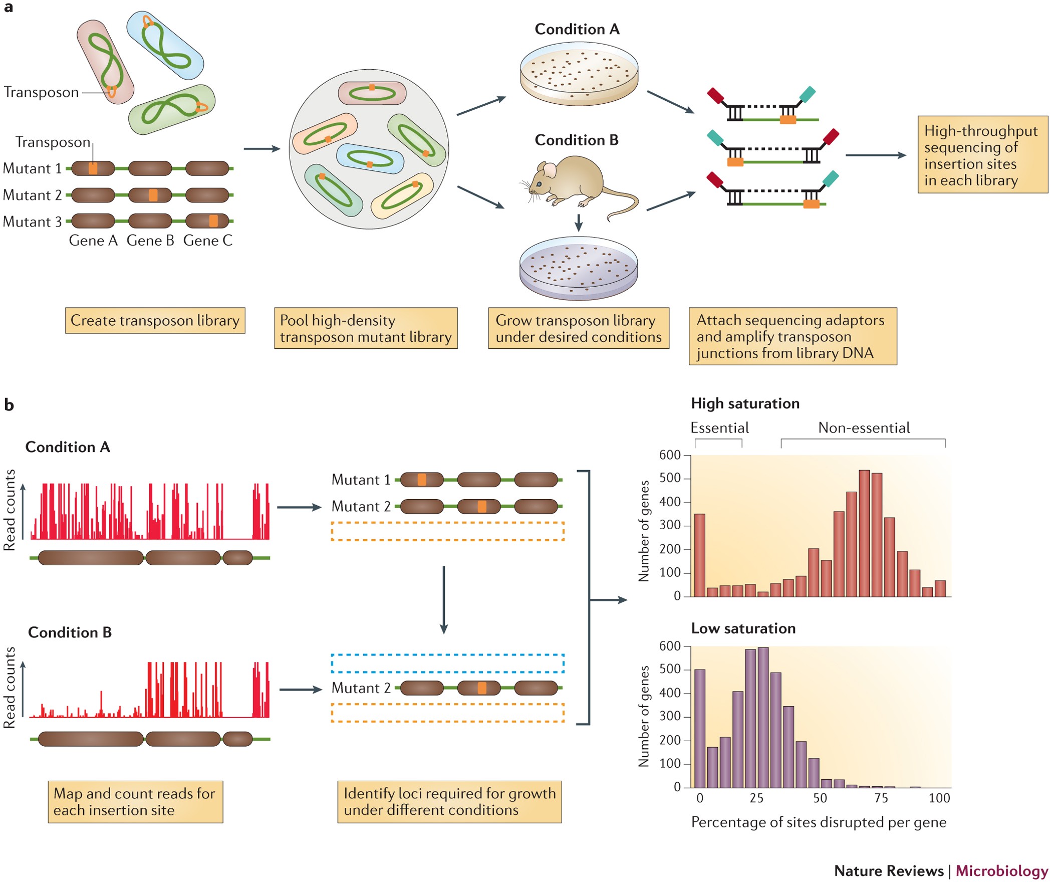 The Design And Analysis Of Transposon Insertion Sequencing Experiments |  Nature Reviews Microbiology The Design And Analysis Of Transposon Insertion Sequencing Experiments |  Nature Reviews Microbiology