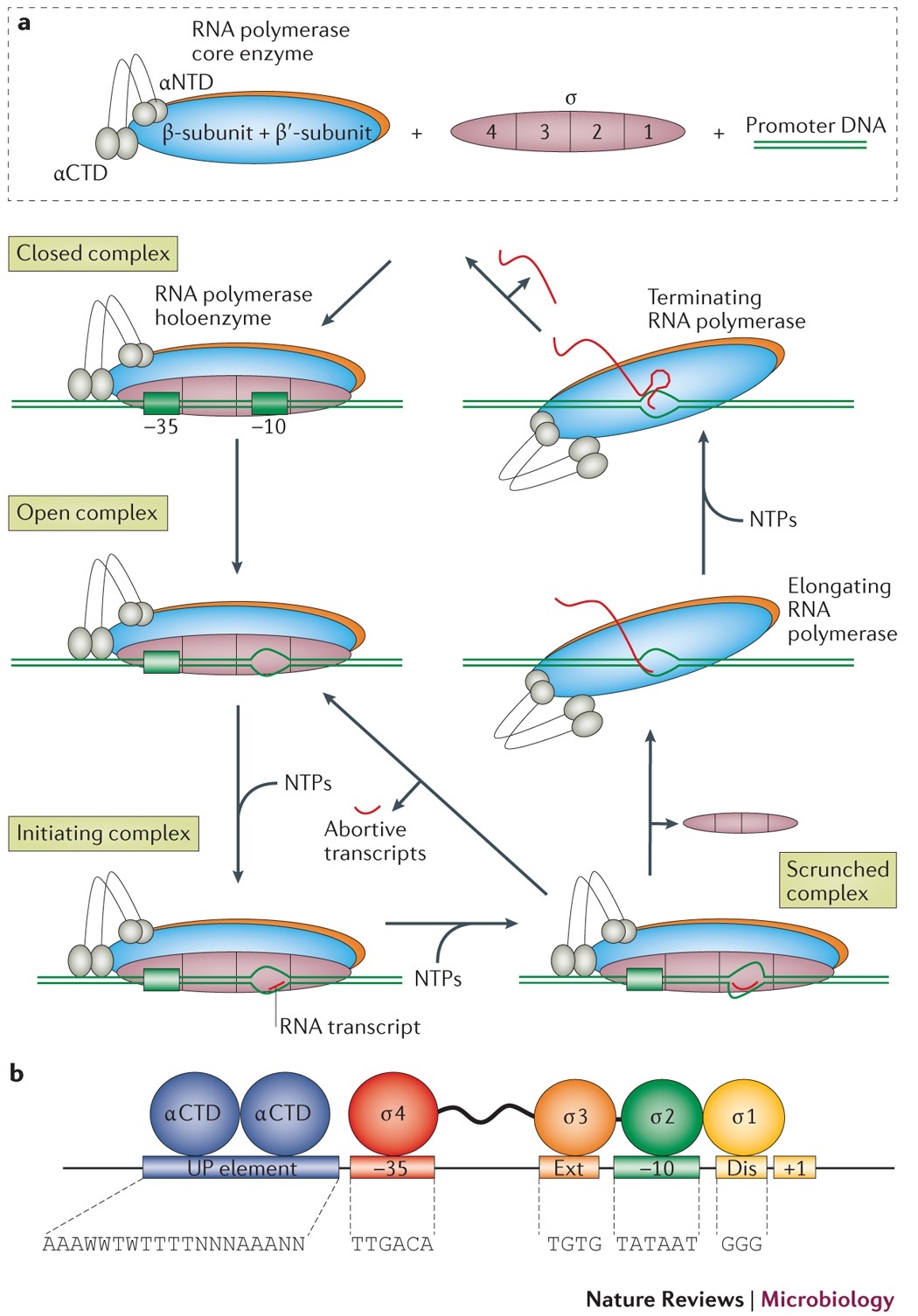 Local And Global Regulation Of Transcription Initiation In Bacteria Nature Reviews Microbiology