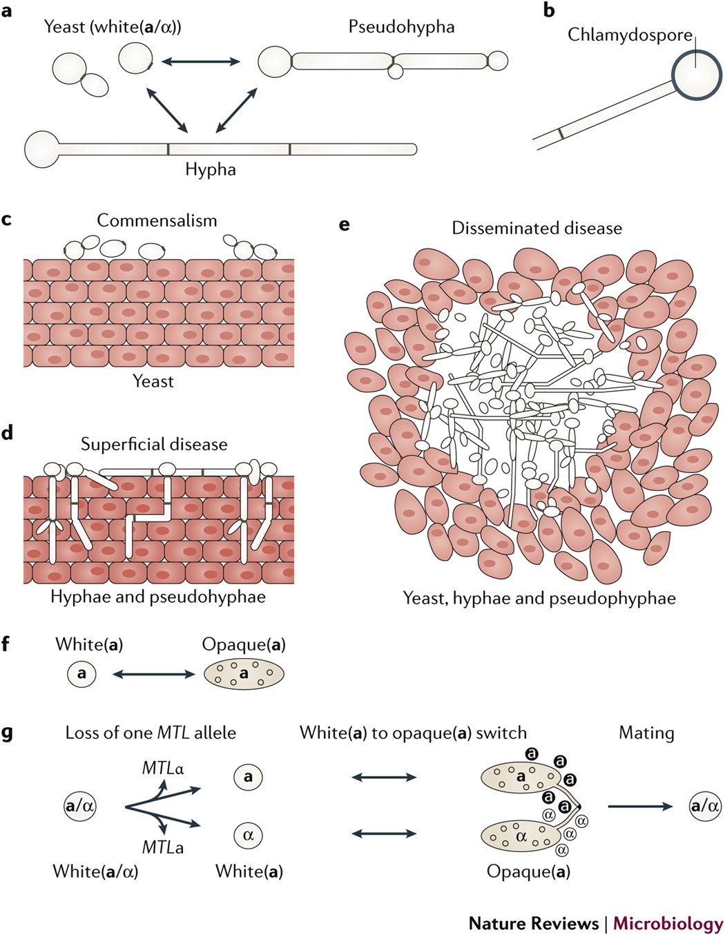 Candida albicans cell-type switching and functional plasticity in the  mammalian host