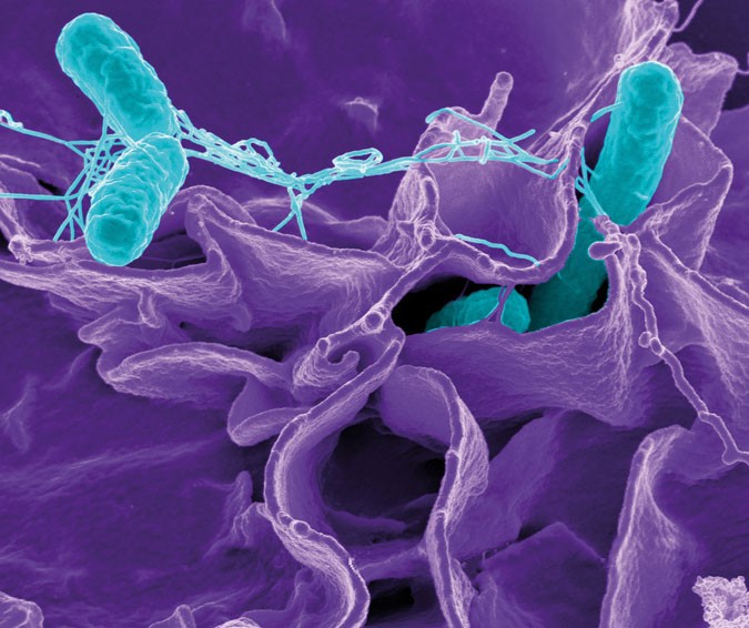 Как выглядит сальмонелла под микроскопом How to extend your stay Nature Reviews Microbiology