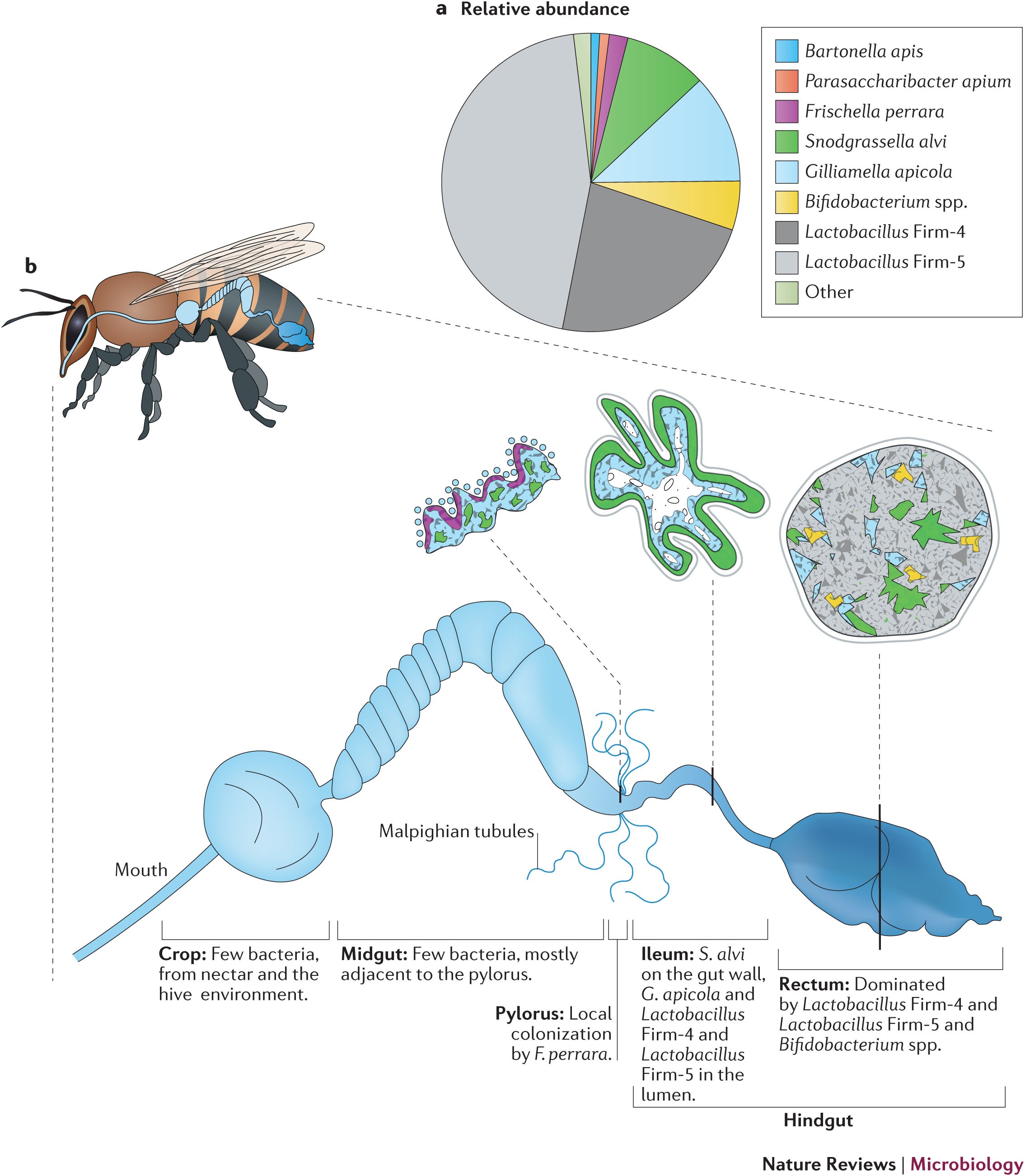 https://media.springernature.com/full/springer-static/image/art%3A10.1038%2Fnrmicro.2016.43/MediaObjects/41579_2016_Article_BFnrmicro201643_Fig1_HTML.jpg