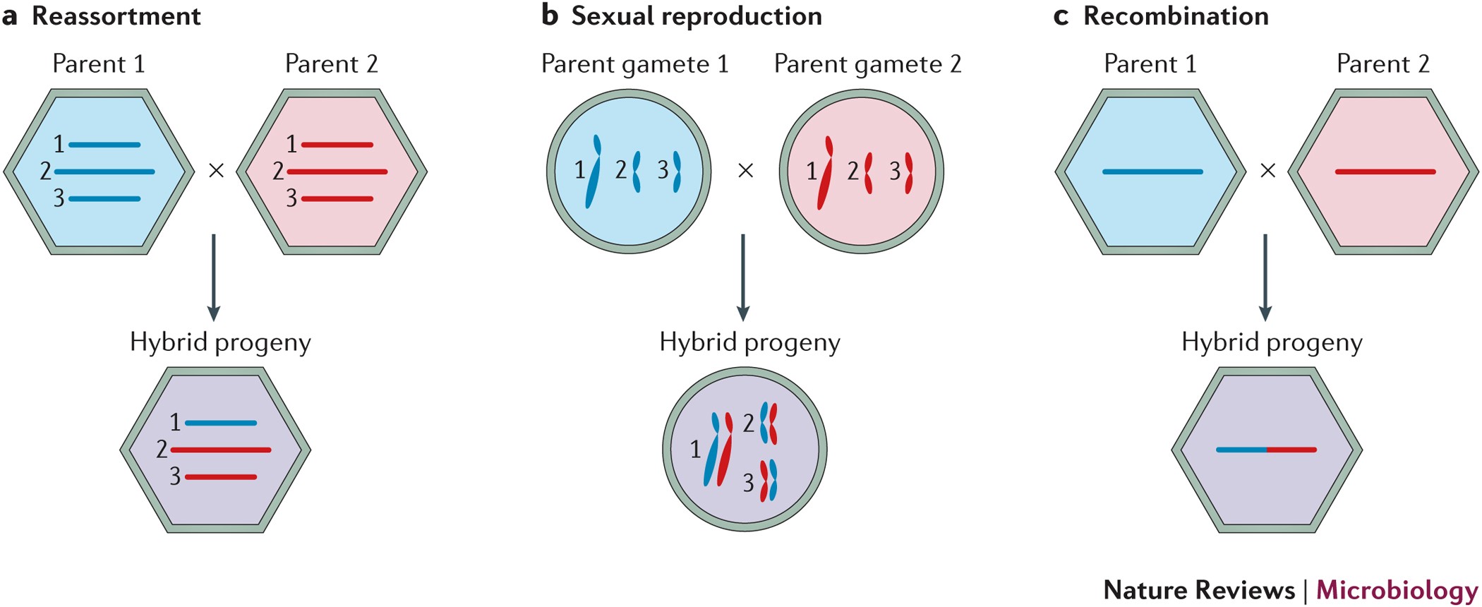 Reassortment In Segmented Rna Viruses Mechanisms And Outcomes Nature Reviews Microbiology