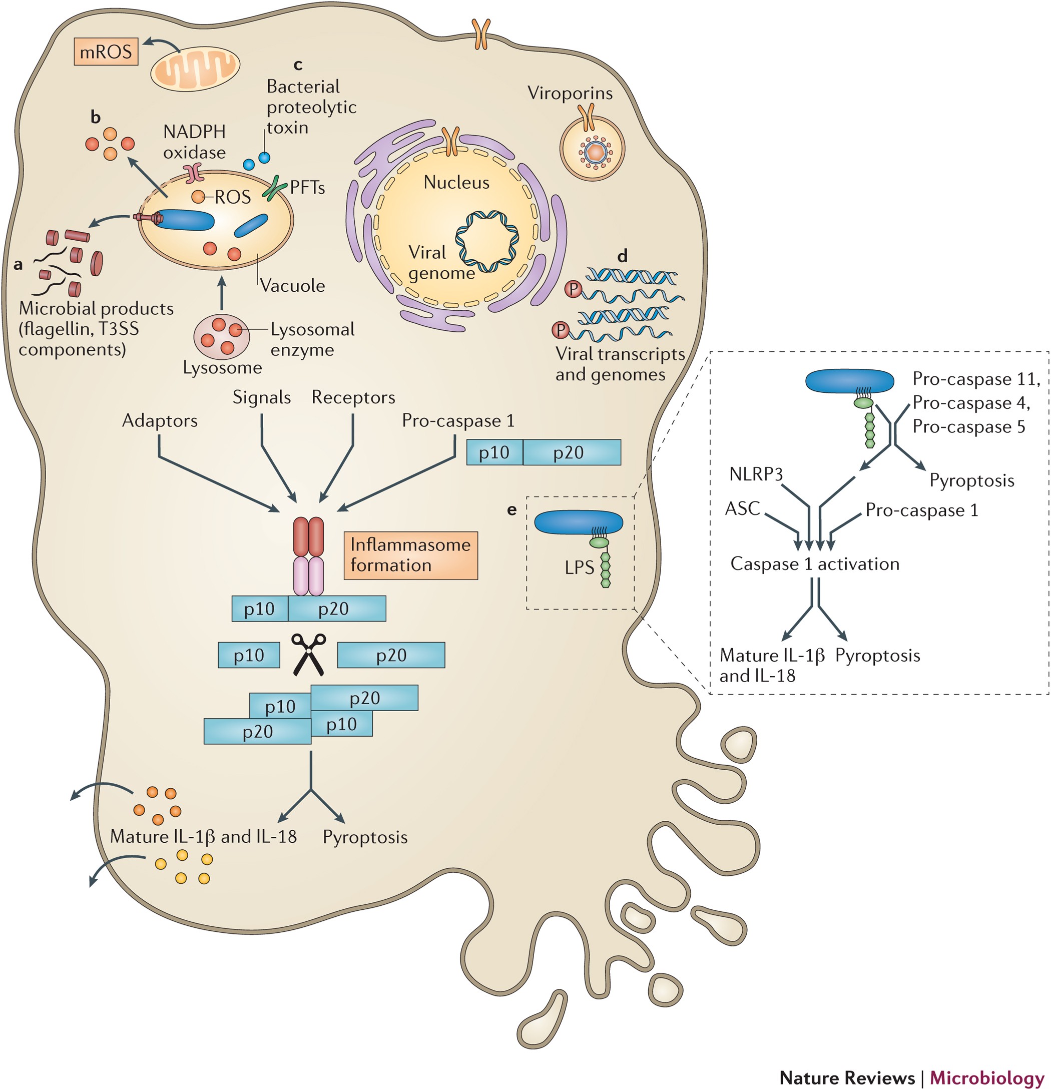 Intracellular infection by symbiotic bacteria requires the mitotic kinase  AURORA1