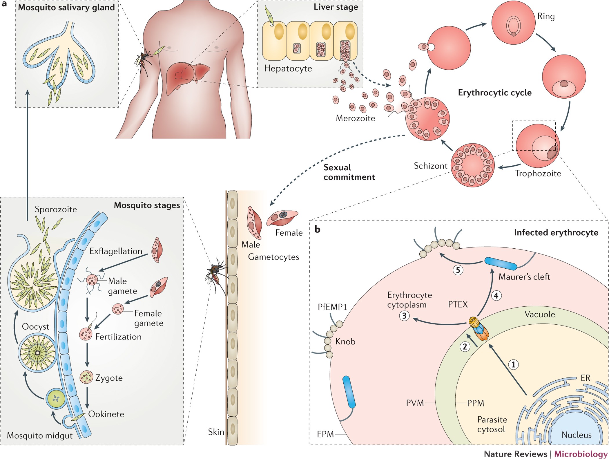 Plasmodium Species Master Renovators Of Their Host Cells Nature