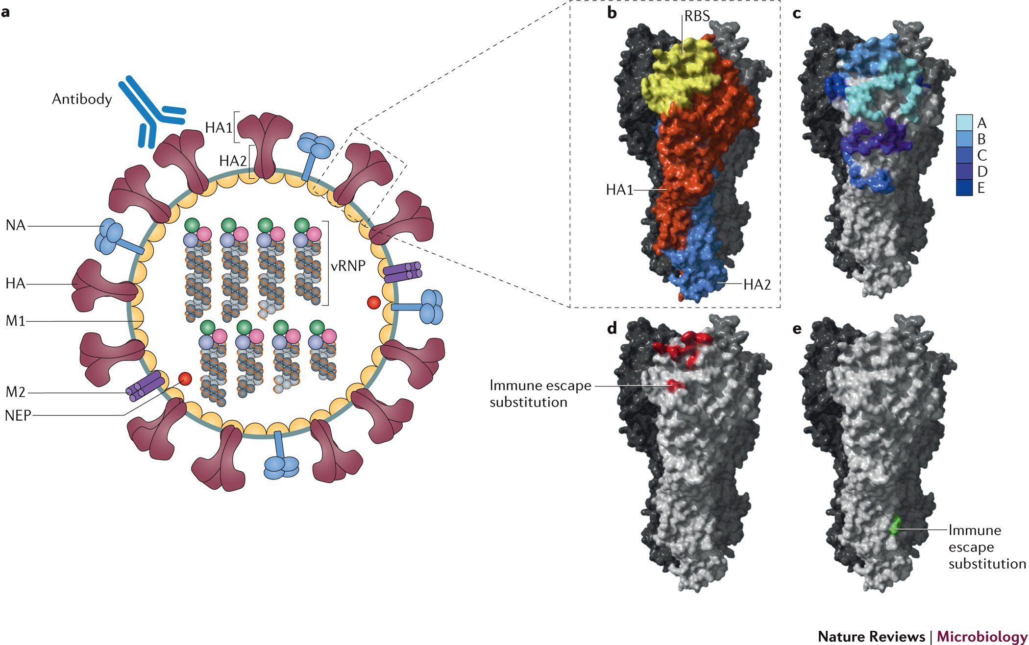 Геном гриппа. Мутация вируса схема. Эволюция вирусов. Схематическая структура вируса гриппа. Вирус гриппа схема.