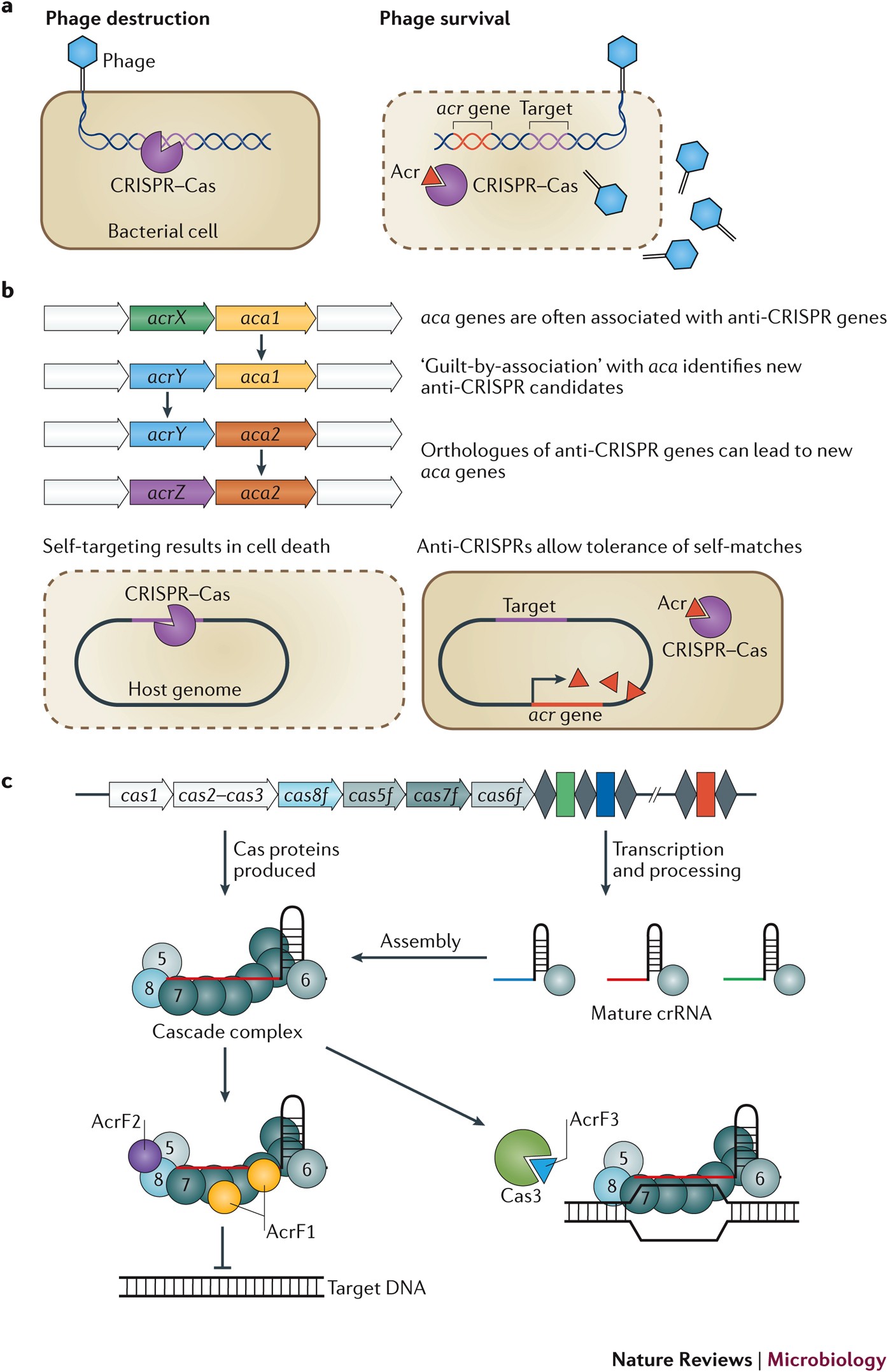 Anti-CRISPR: discovery, mechanism and function | Nature Reviews 