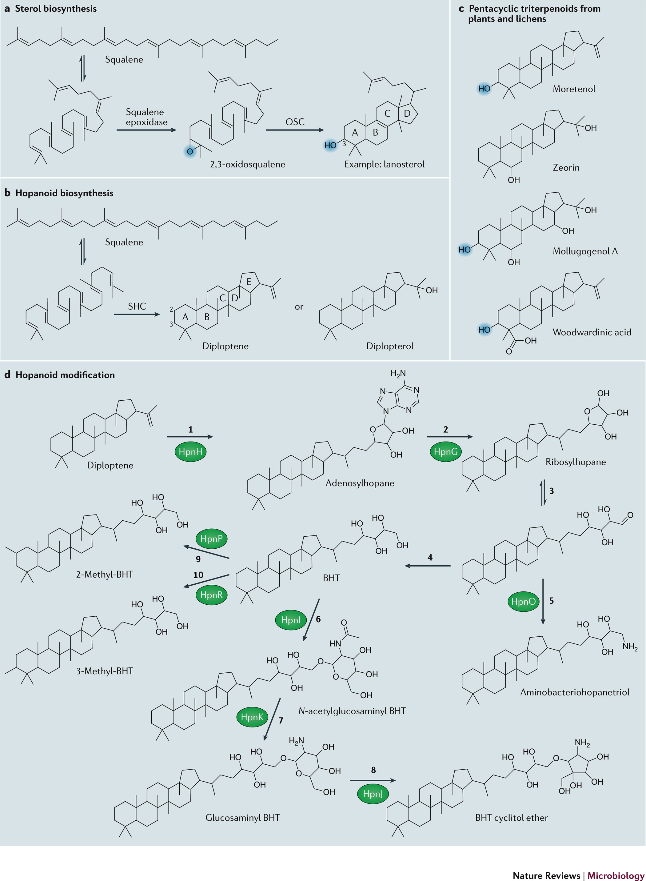 Hopanoid Lipids From Membranes To Plant Bacteria Interactions Nature Reviews Microbiology Hopanoid Lipids From Membranes To Plant Bacteria Interactions Nature Reviews Microbiology